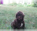 Puppy Jackson Maltipoo