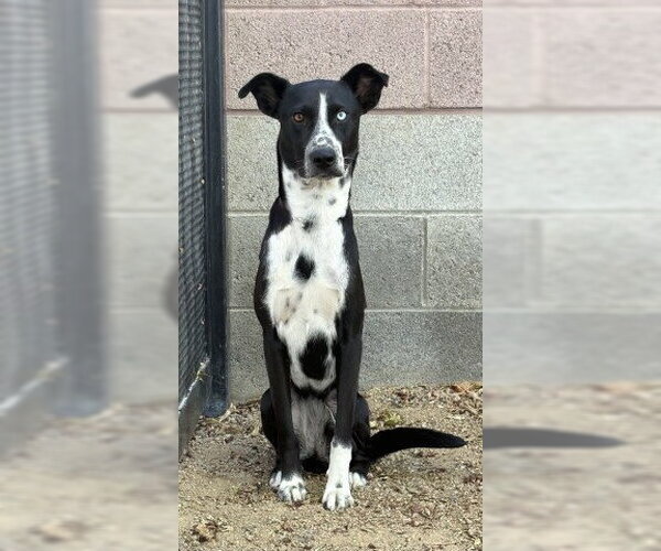 Medium Photo #3 Border Collie-Unknown Mix Puppy For Sale in Redlands, CA, USA