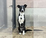 Small Photo #3 Border Collie-Unknown Mix Puppy For Sale in Redlands, CA, USA