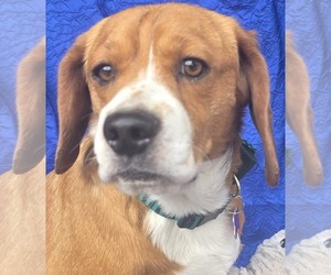 Beagle Dogs for adoption in Cuba, NY, USA