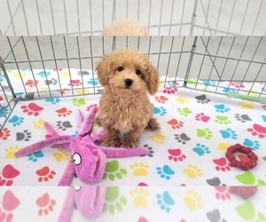 Poodle (Toy) Puppy for sale in ORO VALLEY, AZ, USA