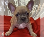 Puppy Pibble French Bulldog