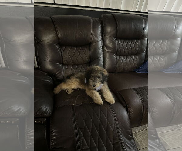 Medium Photo #7 Miniature Bernedoodle Puppy For Sale in Valrico, FL, USA