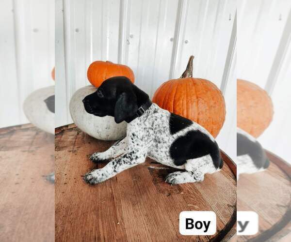 Medium Photo #2 German Shorthaired Pointer Puppy For Sale in NORWAY, SC, USA