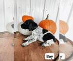 Small Photo #2 German Shorthaired Pointer Puppy For Sale in NORWAY, SC, USA