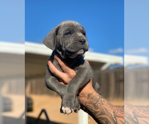 Medium Photo #7 Cane Corso Puppy For Sale in MORENO VALLEY, CA, USA