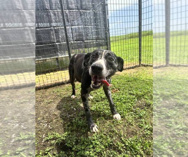 Medium Photo #4 Catahoula Leopard Dog-Unknown Mix Puppy For Sale in Abbeville, LA, USA