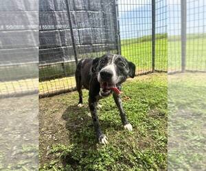 Lucy Girl - Female Catahoula Leopard Dog-Unknown Mix Dog for Adoption - Photo #4