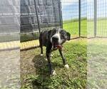 Small #3 Catahoula Leopard Dog Mix