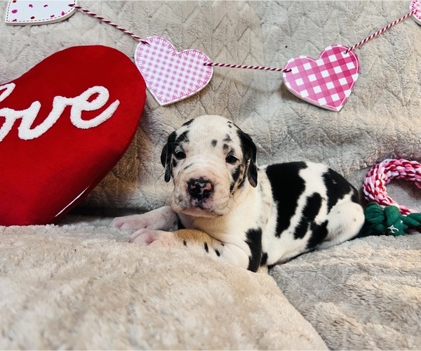 Medium Photo #3 Great Dane Puppy For Sale in GILLETT, PA, USA