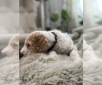 Small #19 Goldendoodle-Poodle (Standard) Mix