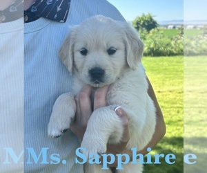 Medium English Cream Golden Retriever