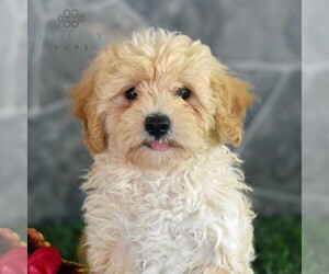 Maltipoo Puppy for Sale in MILL HALL, Pennsylvania USA