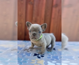 French Bulldog Puppy for sale in SACRAMENTO, CA, USA