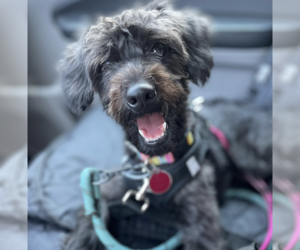 Poodle (Miniature)-Poodle (Standard) Mix Dogs for adoption in Brooklyn, NY, USA