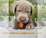 Small Photo #16 Labrador Retriever Puppy For Sale in HARLEM, GA, USA