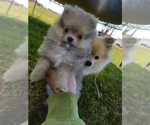 Pomeranian Puppy for sale in LOYAL, WI, USA