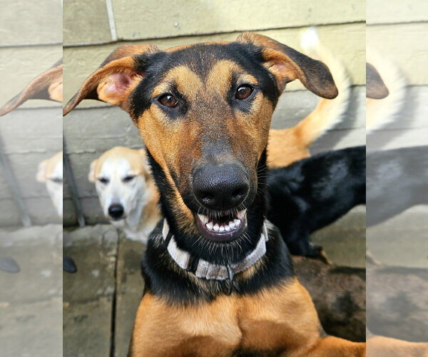 Medium Photo #2 Doberman Pinscher-German Shepherd Dog Mix Puppy For Sale in Chicago, IL, USA