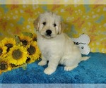 Small Photo #35 Goldendoodle Puppy For Sale in PEYTON, CO, USA