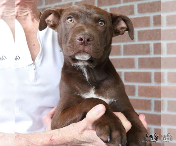 Medium Photo #3 Labrador Retriever-Unknown Mix Puppy For Sale in Washington, DC, USA