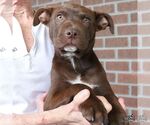 Small #2 Labrador Retriever Mix