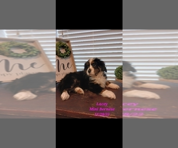 Medium Photo #3 Bernese Mountain Dog-Cavalier King Charles Spaniel Mix Puppy For Sale in SHIPSHEWANA, IN, USA