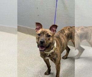 Mutt Dogs for adoption in Las Vegas, NV, USA