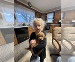 Small #1 Goldendoodle-Poodle (Toy) Mix