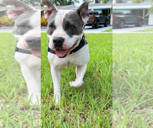Medium Photo #13 American Bulldog Puppy For Sale in Pompano Beach , FL, USA