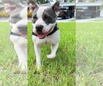 Small #12 American Bulldog