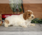 Small Photo #15 Poodle (Miniature) Puppy For Sale in WOLCOTTVILLE, IN, USA