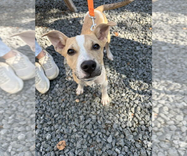 Medium Photo #2 American Pit Bull Terrier-American Staffordshire Terrier Mix Puppy For Sale in Wenonah, NJ, USA