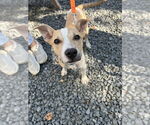 Small #1 American Pit Bull Terrier-American Staffordshire Terrier Mix