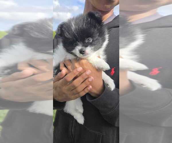 Medium Photo #2 Pomeranian Puppy For Sale in PEMBROKE PNES, FL, USA
