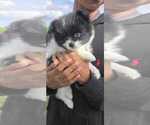 Small Photo #2 Pomeranian Puppy For Sale in PEMBROKE PNES, FL, USA