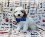 Tofu - Male Poodle (Miniature) Puppy for Sale - Photo #2