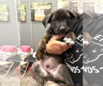 Small #3 Labrador Retriever Mix