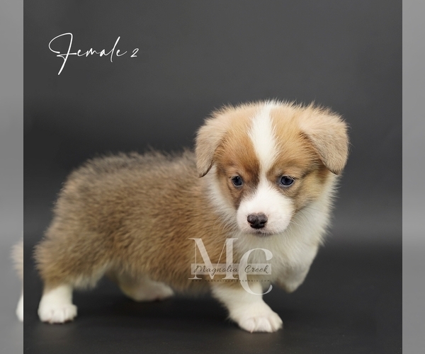 Medium Photo #13 Pembroke Welsh Corgi Puppy For Sale in FLORALA, AL, USA