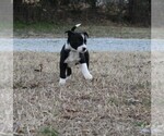 Small Photo #1 Border Collie Puppy For Sale in BROWNSVILLE, TN, USA