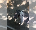 Small Photo #7 Dogo Argentino Puppy For Sale in BRIDGE CITY, TX, USA