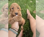 Small Photo #36 Goldendoodle Puppy For Sale in EATON RAPIDS, MI, USA