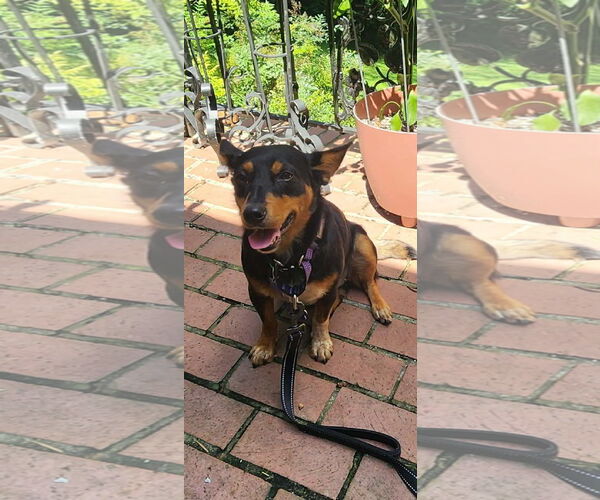 Medium Photo #3 Dachshund-Unknown Mix Puppy For Sale in East Derry, NH, USA