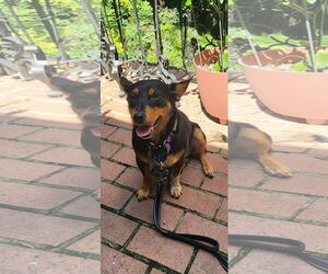 Minnie Mouse - Female Mutt Dog for Adoption - Photo #3