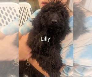 Goldendoodle-Poodle (Standard) Mix Puppy for sale in CLARKRANGE, TN, USA