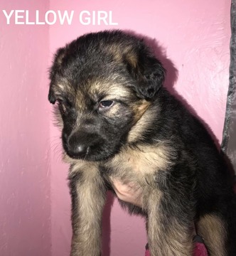 Medium Photo #5 German Shepherd Dog Puppy For Sale in AZALEA, OR, USA