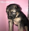 Small Photo #5 German Shepherd Dog Puppy For Sale in AZALEA, OR, USA