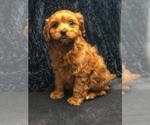Small Photo #8 Cavapoo Puppy For Sale in BOWLING GREEN, KY, USA