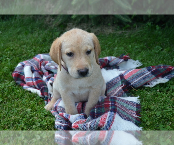 Medium Photo #4 Labrador Retriever Puppy For Sale in GREENWOOD, WI, USA