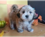 Small #3 Lhasa Apso