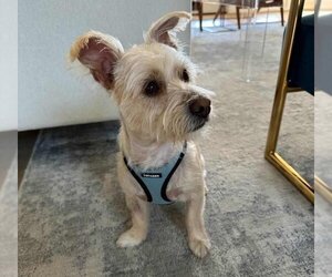 Shih Tzu-Unknown Mix Dogs for adoption in Princeton, MN, USA